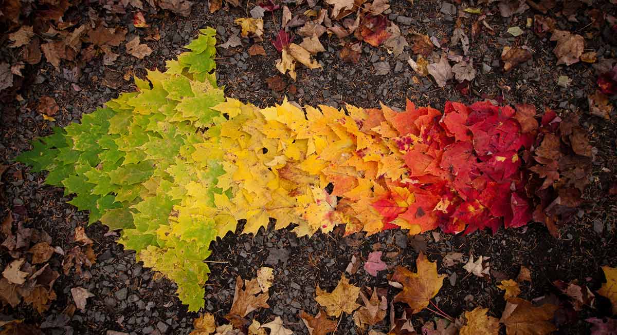 Photograph of an arrow formed from fallen leaves of different colors, sitting on a forest floor