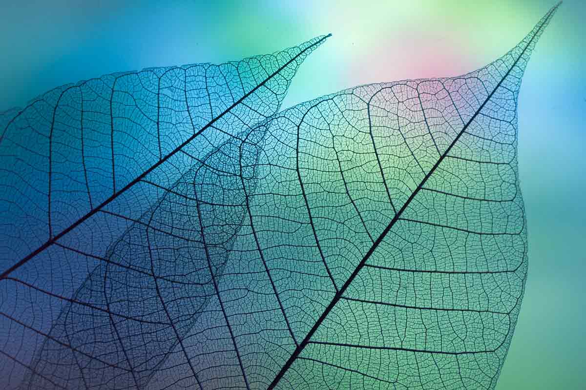 Photograph of two overlapping semi-transparent leaves against a blue-green background