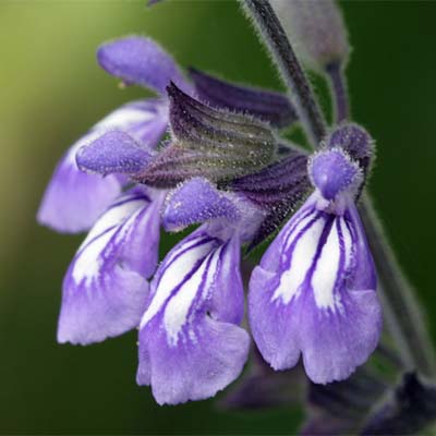 Nettleleaf Sage