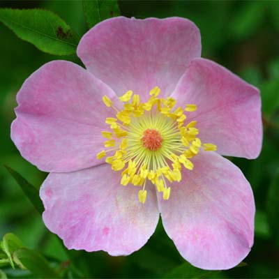 Pasture Rose